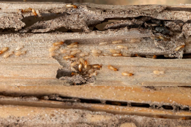 Best Emergency Pest Control  in West Fork, AR